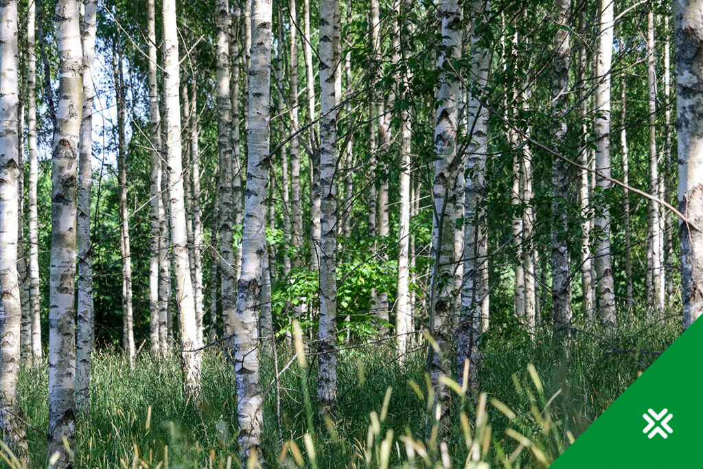 Istutame koos puid & vähendame Eesti CO₂ jalajälge. Metsaühistu