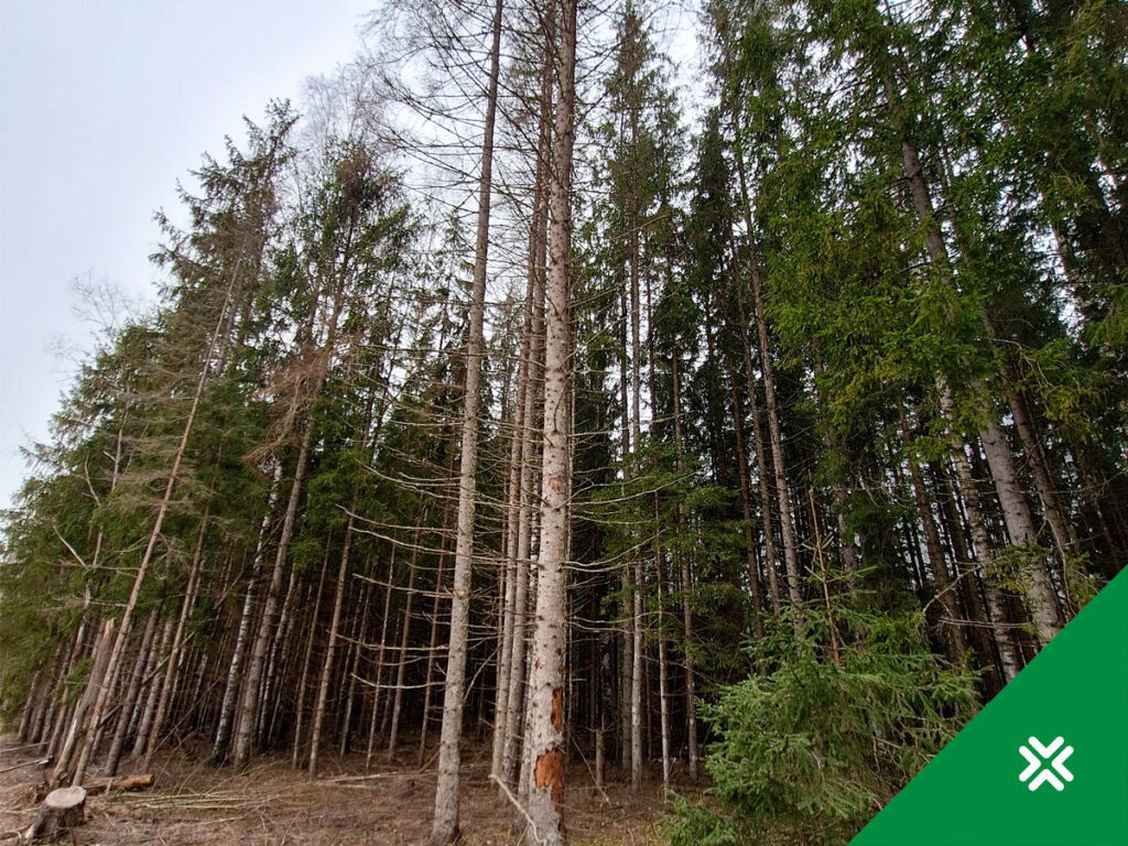 Juba mitmed aastad on paljud metsaomanikud olnud hädas kuuse-kooreüraskite massilise levimise ning sellest tingitud metsakahjustustega. Kätte on jõudnud aeg, ku
