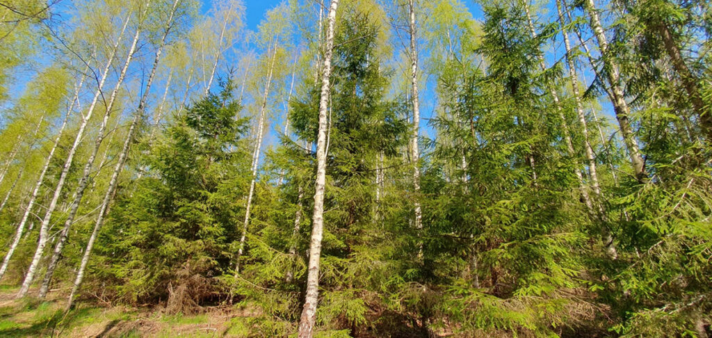 Segametsad jäävad kasvukiiruses puhtkuusikutele alla