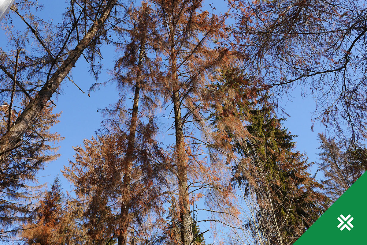 Kuuse-kooreürask on viimastel aastatel kujunenud Eesti kuusikute üheks tõsisemaks kahjuriks. Kui veel mõni aasta tagasi oli probleem kõige valulikum Kagu- ja Lõ